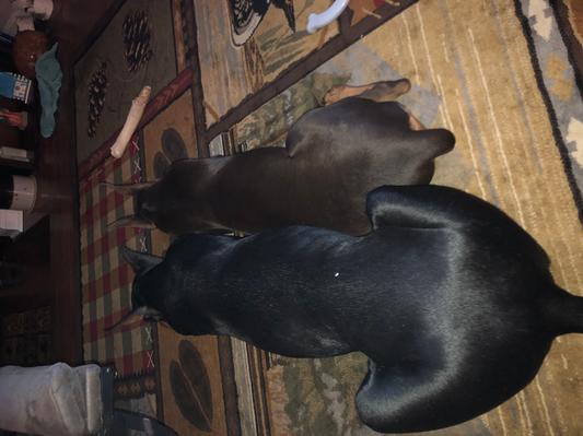 MeMe and Oly are enjoying their bullybones.