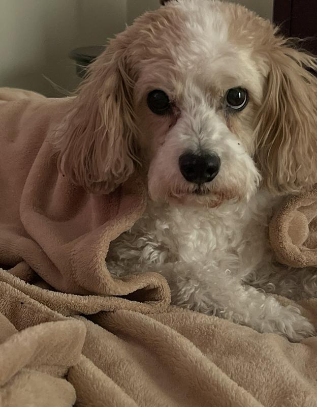 Our Oliver, 16 years old.