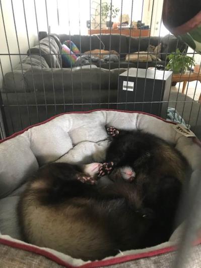 Satisfied and having a great sleep
