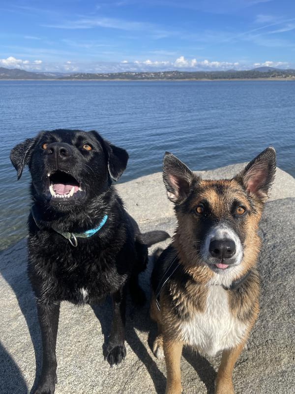 Happy dogs
