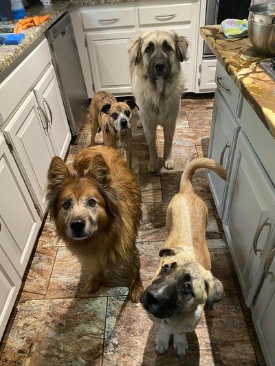 The pack waiting for their dinner!