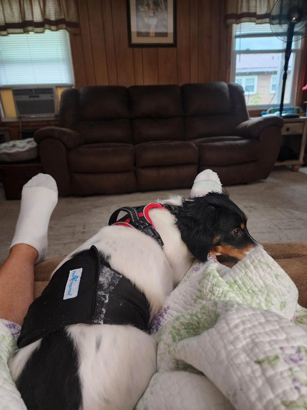 Skip napping while wearing his bellyband..
