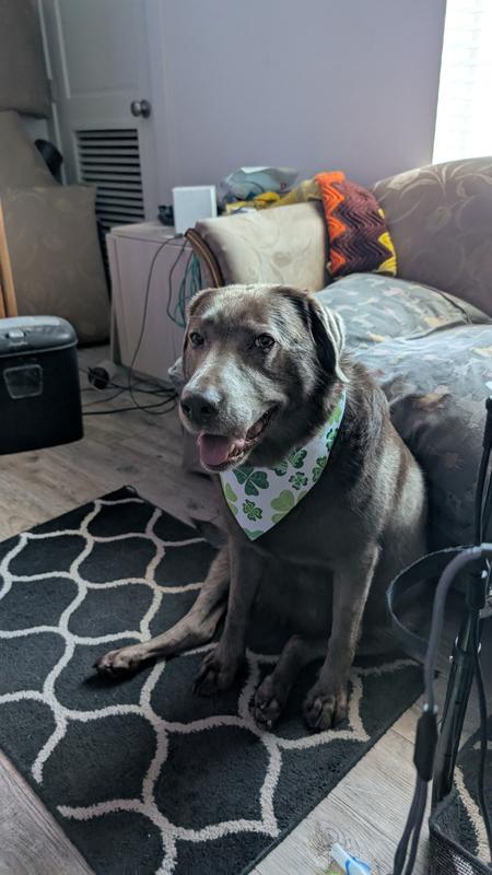Sage is much happier and more playful now!