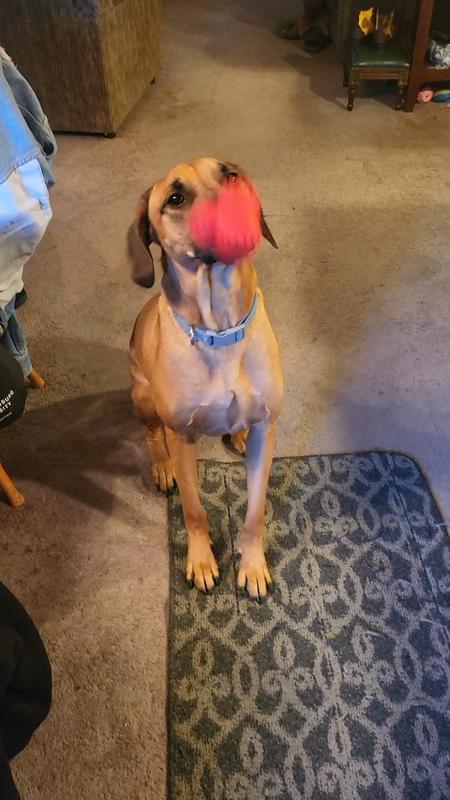 He was entertained for the next 20 minutes 🤣