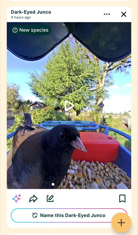 One of my bird visitors