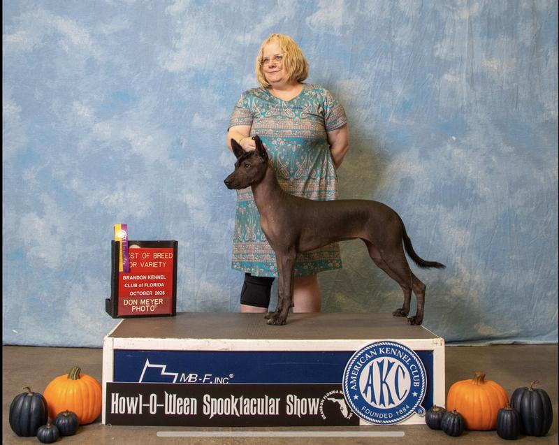 Best of Breed at 7 months old (hairless variety Xolo)