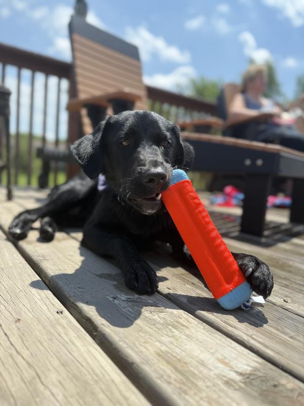 Perfect pool toy he took it out of the pool