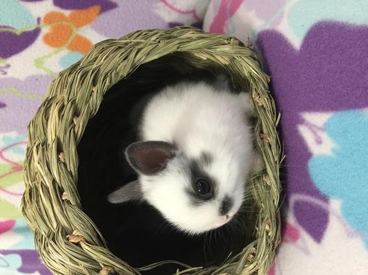 Baby Bunny Happy Hut