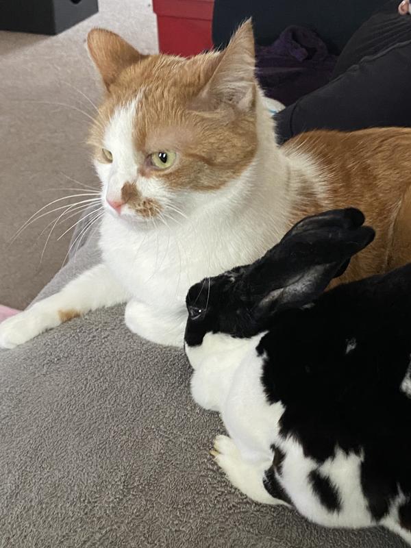 Lola Bun & Frank