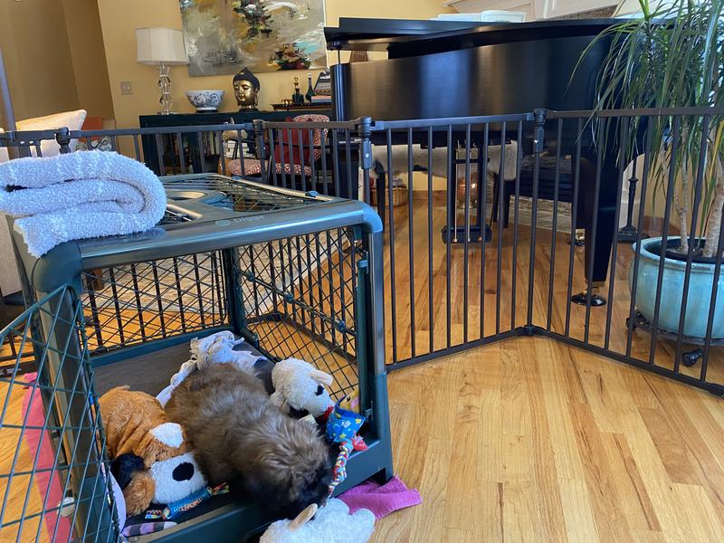 Puppy gate!