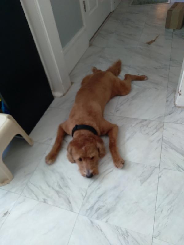 My boy, Rusty, a 40 lb labradoodle. Some pics with 2 of his feline "brothers".