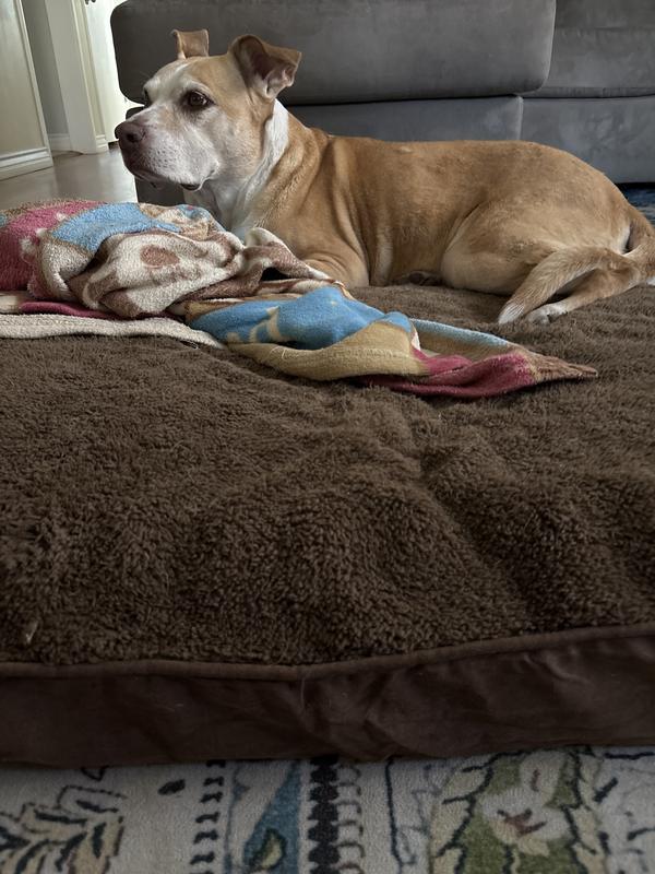 Chloe lounging on her bed🐶