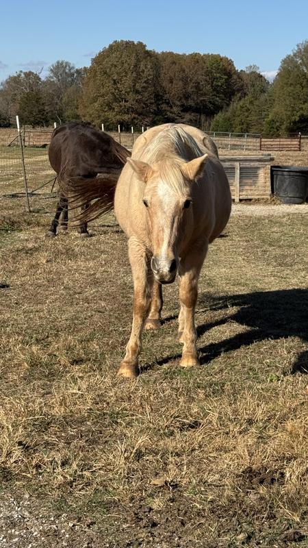 Yes, this foal & I are ready for lunch!!