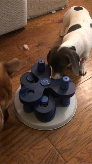 TRIXIE Flower Tower Strategy Game for Dogs