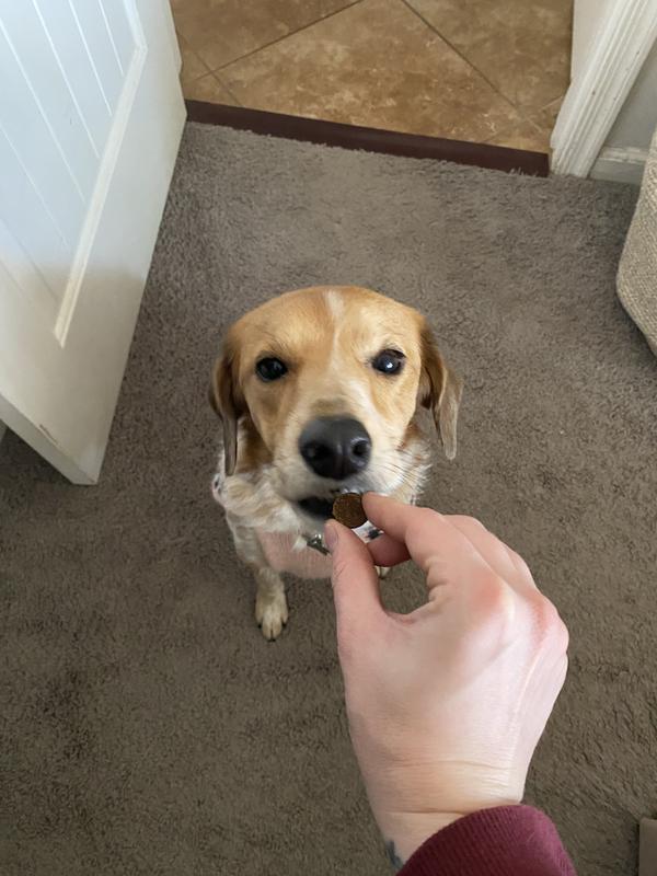 She’s so gentle when she takes these treats.