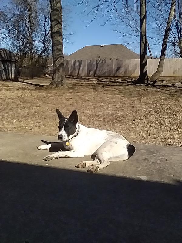 Tsalagi soaking up the rays on his 1st birthday