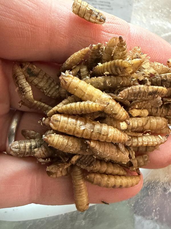 Some bugs are way too large for swallowing whole