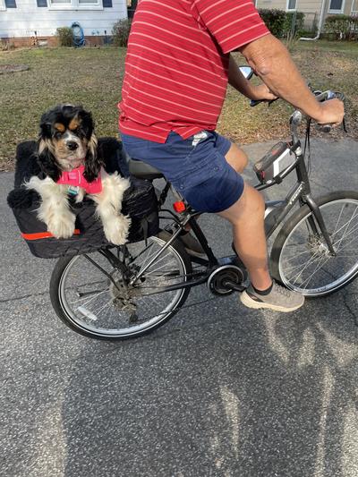 SNOOZER PET PRODUCTS Lookout Dog Rear Rider Bicycle Seat Black