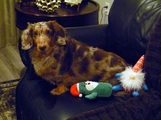 Woofgang the Doxie
