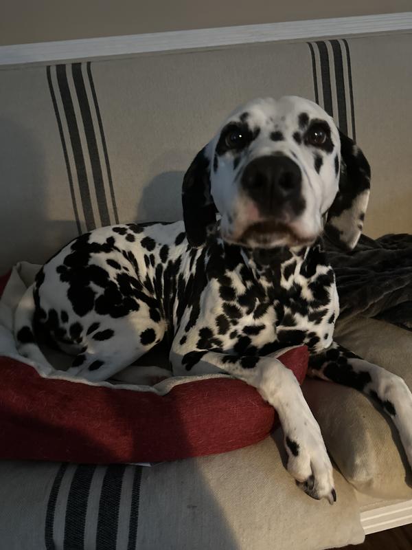 Happy gal with her gorgeous fur!