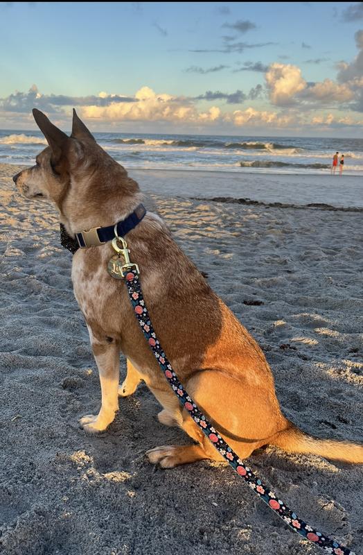 The perfect everyday or travel leash!