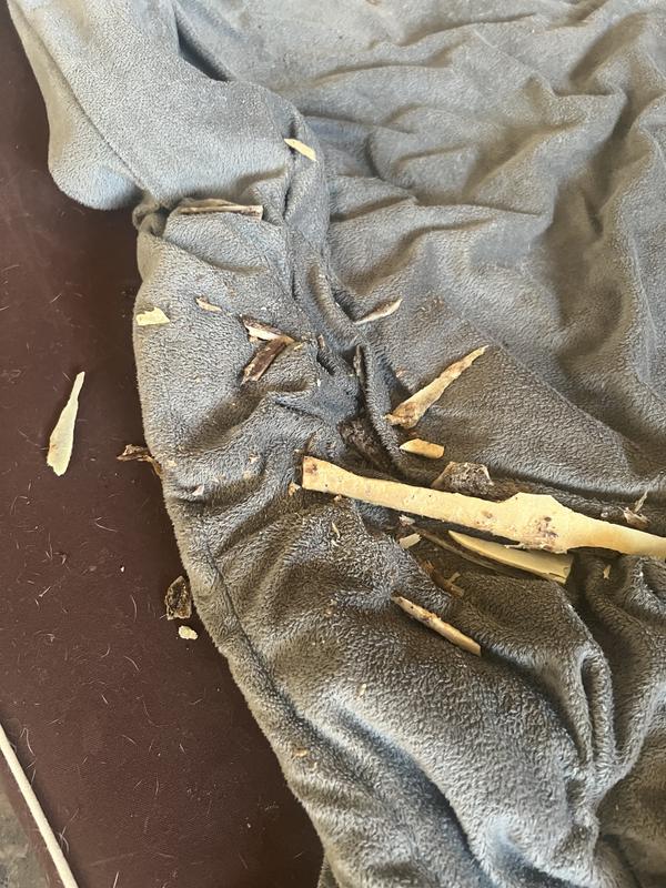 Chewed into dangerous shards!