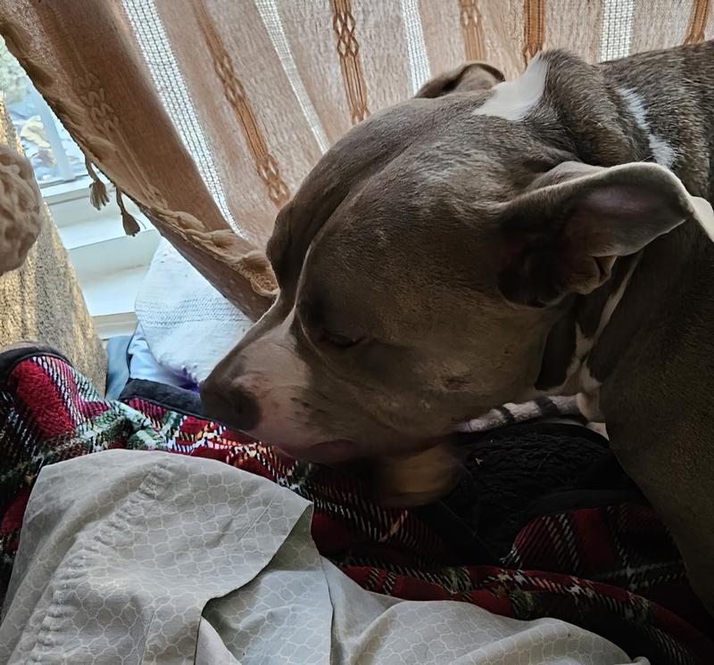 Frankie had most of it eaten before I could get a picture.