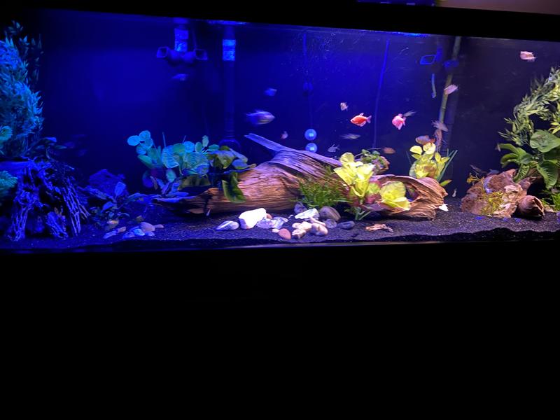 125 gallon fresh water tank