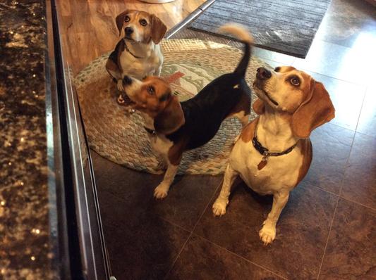Waiting for treats