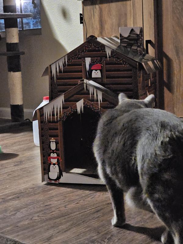 Vladdy, checking our his winter getaway Cat B&B.