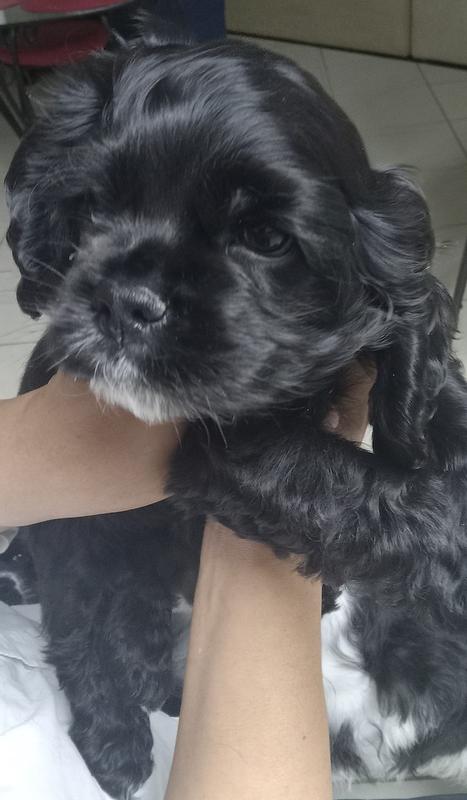 Excellent Food for Puppies