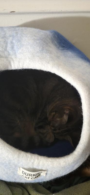 Yang sleeping away in her safe space.