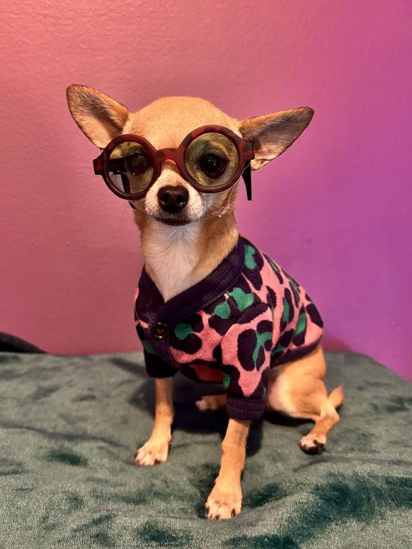The most chic chihuahua you’ve ever seen