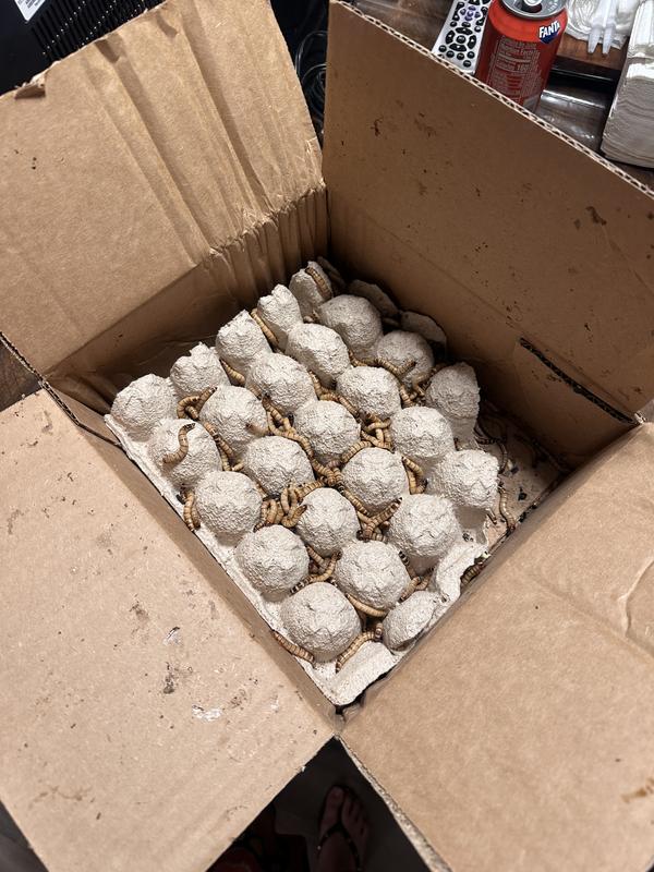 opened box of healthy mealworms✅