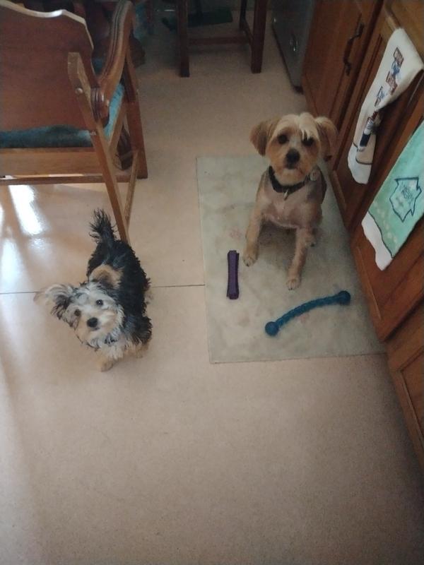 My big and little Yorkies!