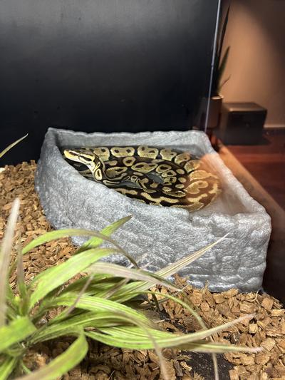 Extra large outlet reptile water bowl