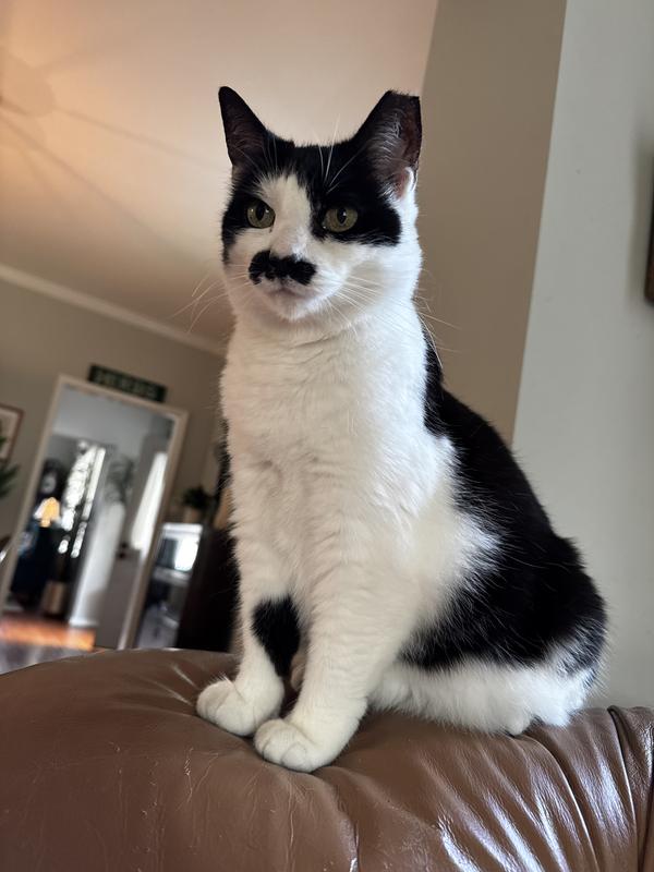 Happy kitty after Tiny Tiger!