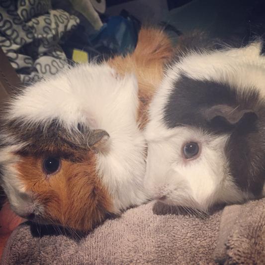 Katniss and Prim Rose