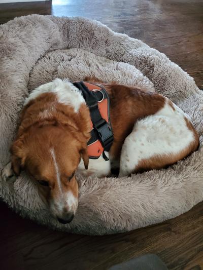 Blush Paws Extra Calming Cozy Round Donut Pet Bed - Anti Anxiety for Cats &  Dogs. Orthopedic, Self-Warming Shag or Lux Fur with Nonslip Bottom, Soft