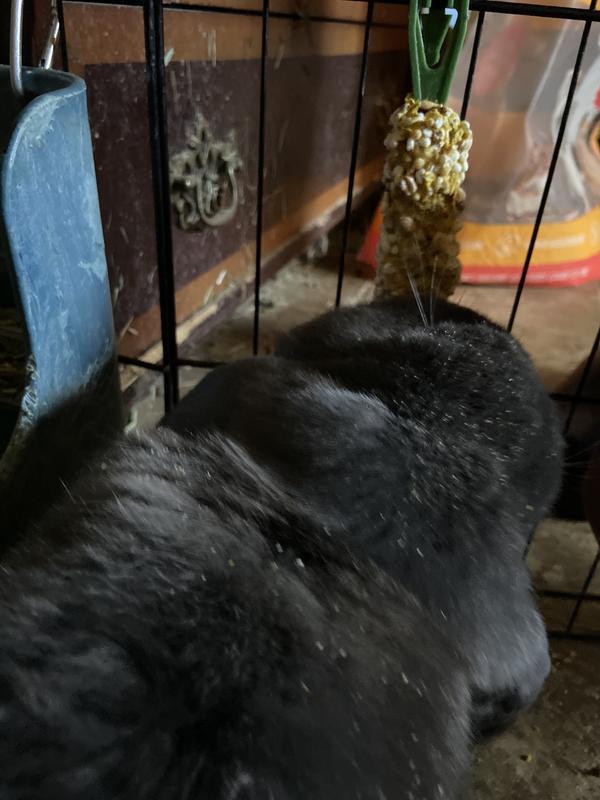 Scran taking big chomps