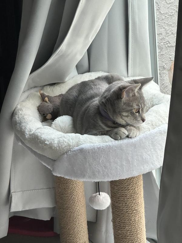 Our little lounging kitty!