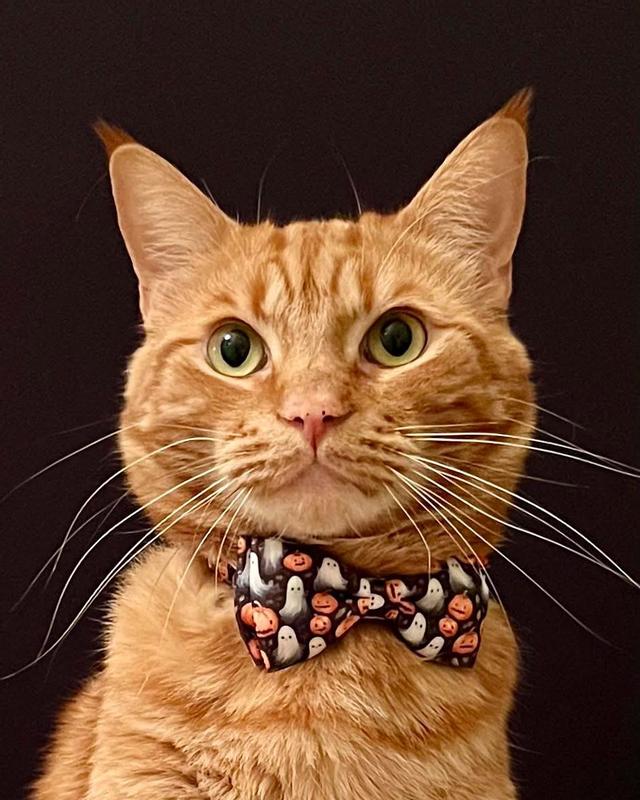 Jack says Thsnknyou he’s such a handsome Orange Tabby