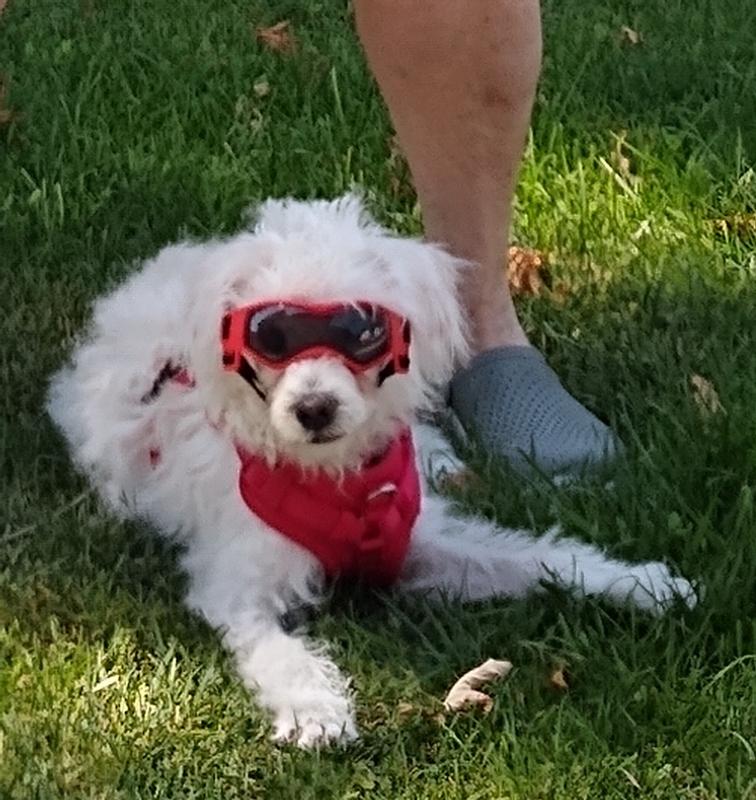 Ziggy adjusting to his new home after shelter life.