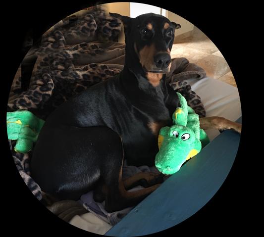 Outward Hound Squeaker Matz™ Gator XL - Granite Bay, CA - Douglas