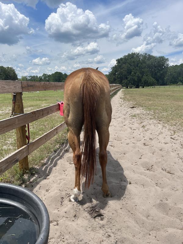 This is my filly now :)