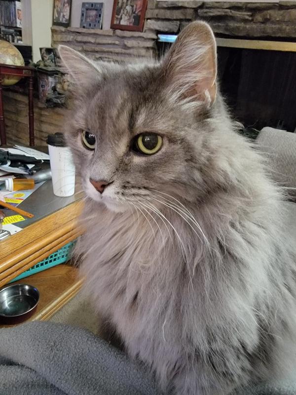 Zorra 13 yrs