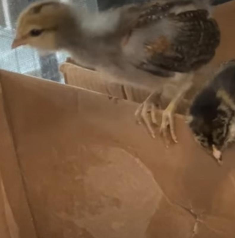 Our chicks are growing amazingly