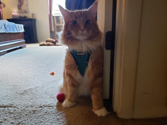 Harness size large - Rocky purebred maine coon