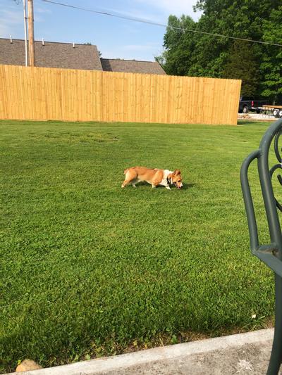 PetSafe Stay & Play Wireless Fence for Stubborn Dogs Above Ground