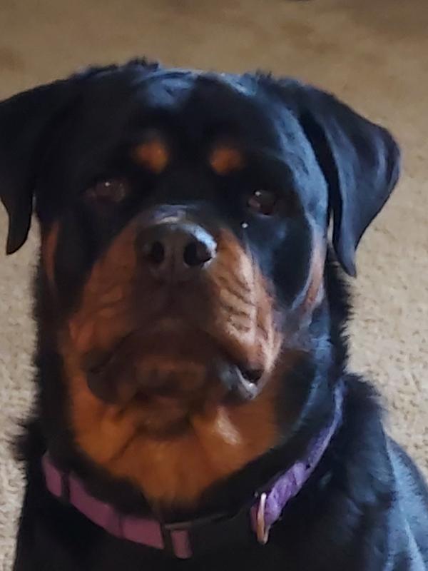 Our rottie Imhotep.